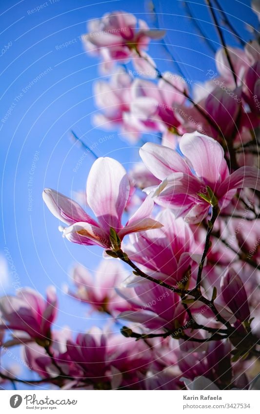 magnolia blossoms Magnolia blossom Blossom Colour photo Exterior shot Nature Spring Plant Pink Day Magnolia plants Flower Magnolia tree Blossoming Garden