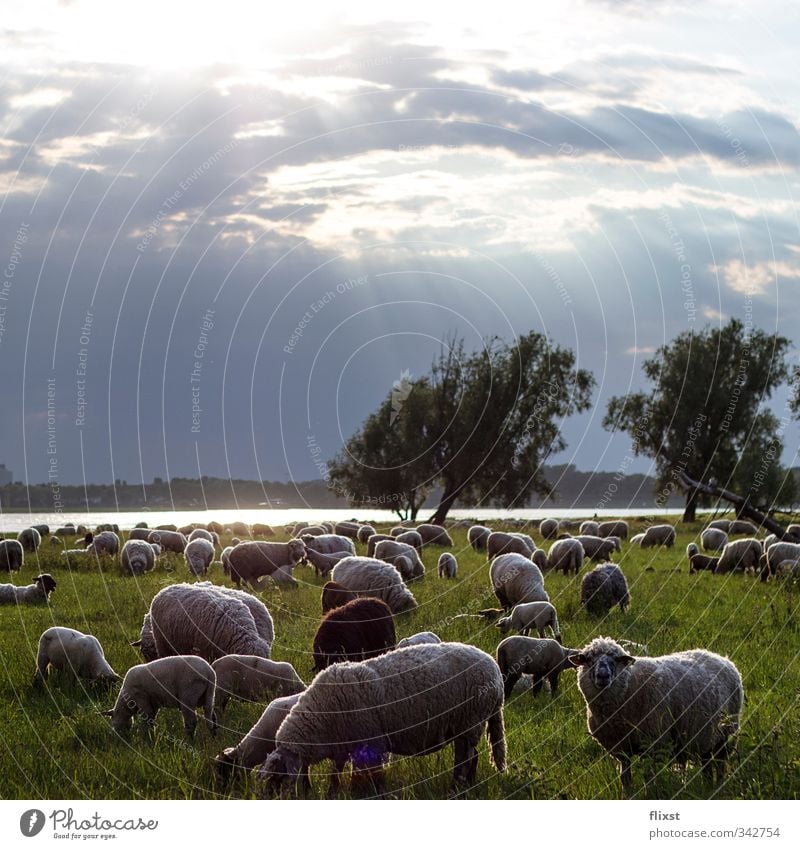 Country life in Düsseldorf Landscape Clouds Sunlight Spring Meadow Farm animal Sheep Herd To feed Colour photo Exterior shot Deserted Copy Space top Twilight