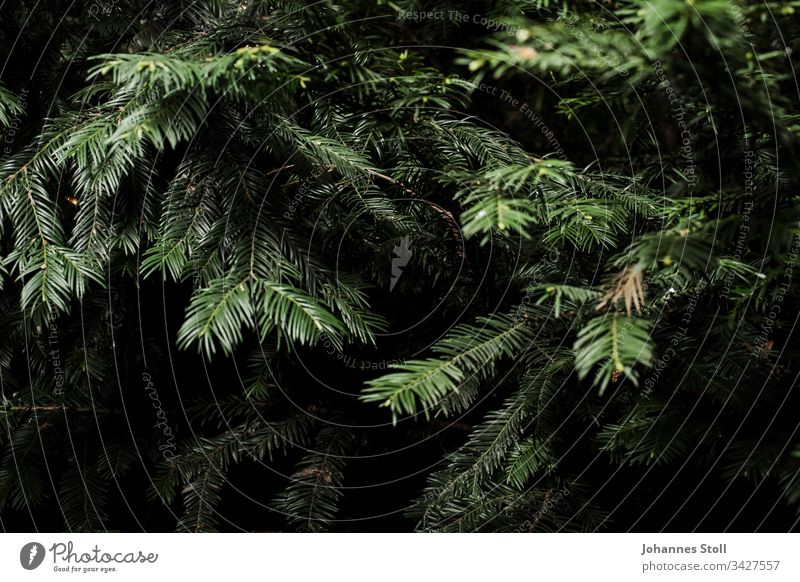 Branches of a conifer in close-up Coniferous trees Douglas fir Jawbone Fir tree Spruce Christmas Christmas tree Christmas tree decorations Tinsel Forest Green