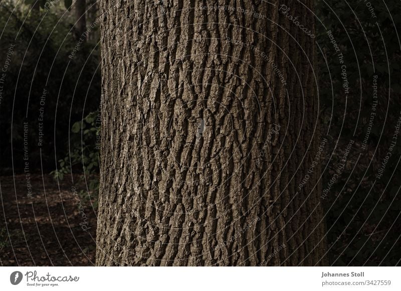 Close-up of a tree trunk Tree Tree trunk bark texture Surface Haptic mysticism myth Mythology Fairy tale darkness Thriller Forest Fear Safety (feeling of) Trust