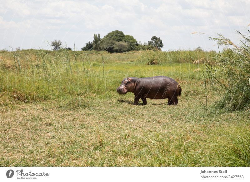 Grazing hippo on the riverbank hippopotamus Hippopotamus Animal Wild animal Safari Africa deadly peril Nature Wilderness Grass reed Sky Summer Sun trees bushes