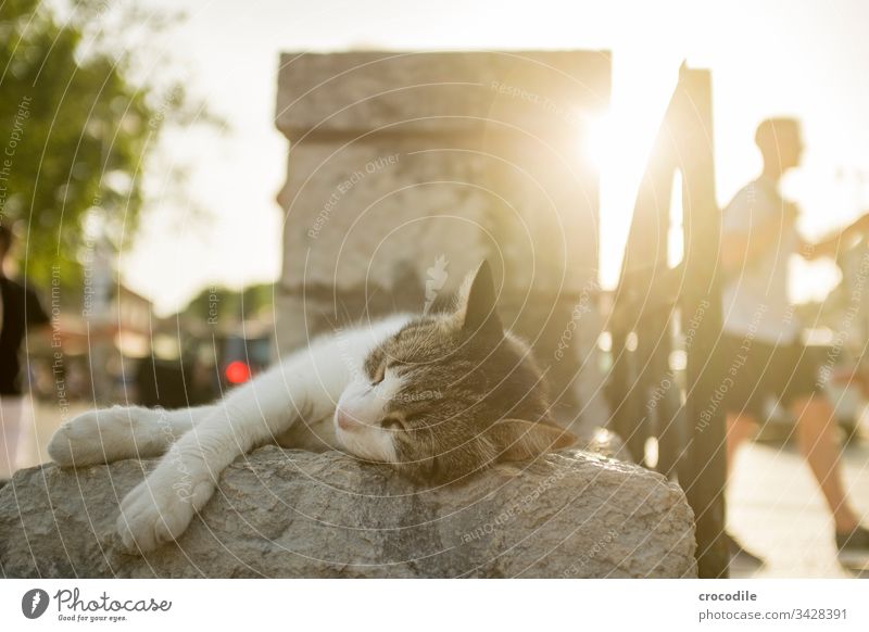 Sleeping cat Cat Back-light Restful Street cat Croatia Dubrovnik Tourism Old town