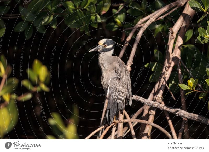 Yellow crowned night heron wading bird Nyctanassa violacea mangrove roots mangrove tree perch Sarasota Florida Myakka River wild bird wildlife marsh nature