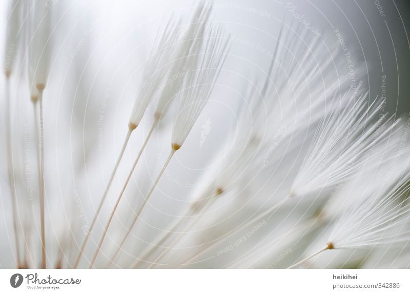 skywards Nature Landscape Plant Animal Spring Flower Garden Park Meadow Blue Gray White Subdued colour Exterior shot Morning Shallow depth of field