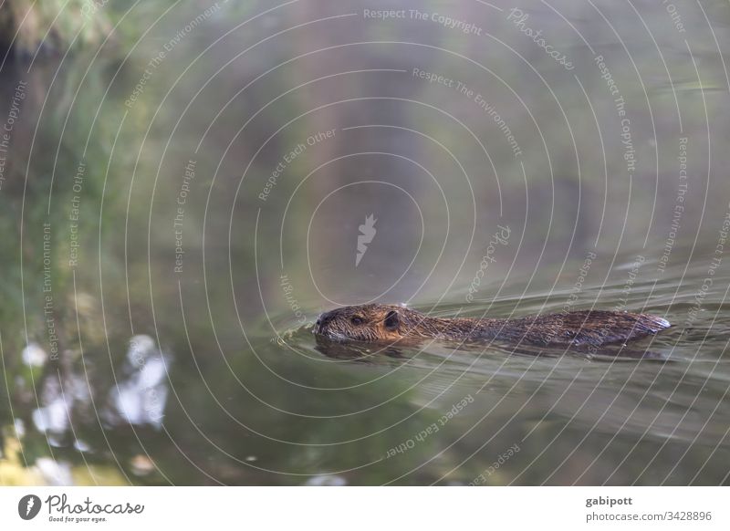 Beavers in the Spreewald Animal bieber Deserted Exterior shot Colour photo Nature Environment Wild animal Landscape natural Shallow depth of field green Near