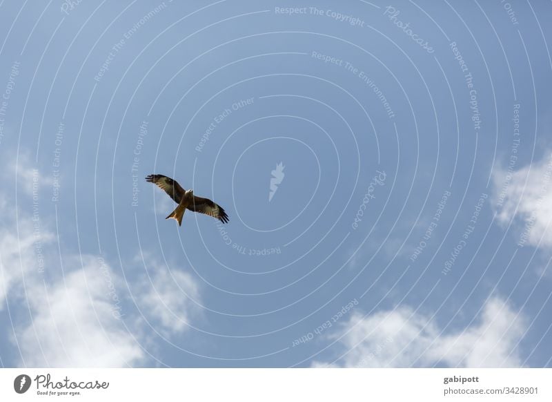 Bird of prey / Red kite in the sky Bird's-eye view birds bird of prey Kite Sky Flying Grand piano Animal Blue Nature Hunter Exterior shot Flight of the birds