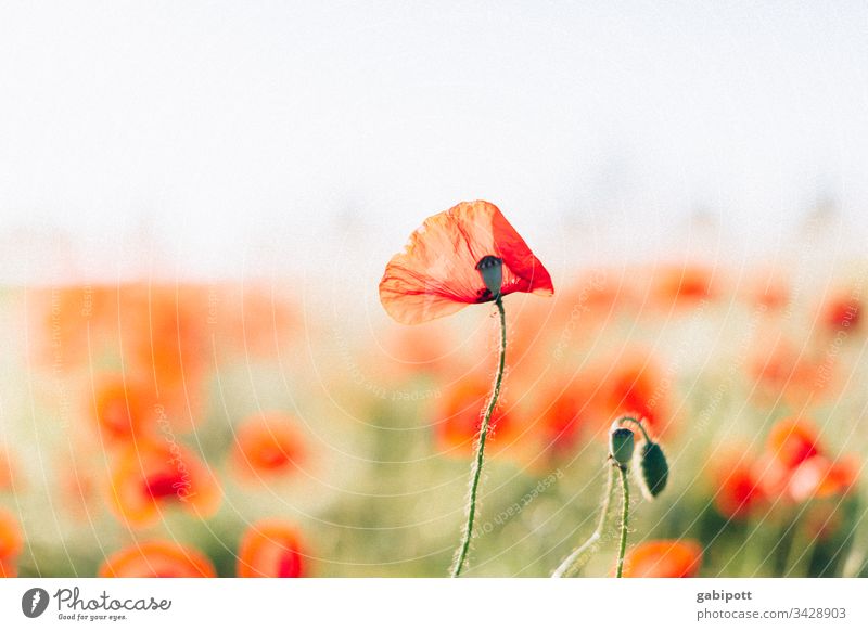 poppies Poppy Poppy blossom flowers Plant Red bleed Summer Exterior shot Colour photo Nature Field Poppy field Meadow Deserted Landscape Environment Corn poppy