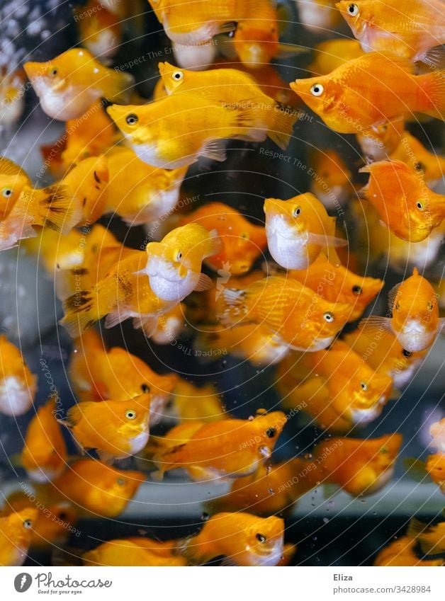 Underwater shot of a shoal of yellow shining fishermen in the water Aquarium Yellow Orange Flock Shoal of fish Fish Underwater photo Water romp Muddled