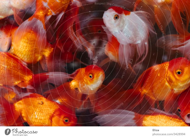 Many bright red orange goldfish in an aquarium with water Goldfishes Aquarium Pet shop Red Orange Water Illuminate Underwater photo Colour photo Animal Blue