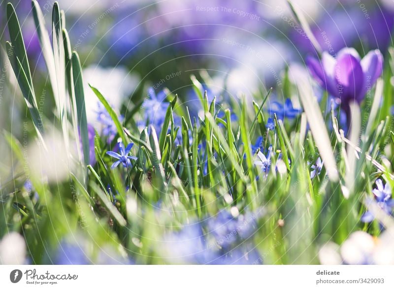 crocuses Crocus crocus blossom Bouquet Flower Spring Blossom Plant Violet Nature Close-up Garden Blossoming Exterior shot Colour photo Macro (Extreme close-up)