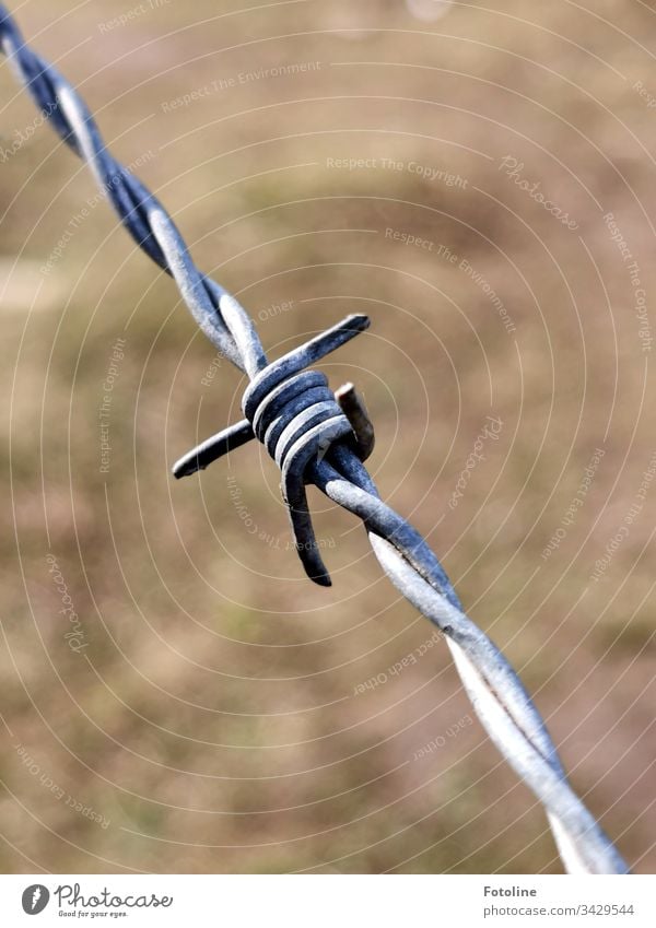 Barbed wire against a neutral background Fence Border Barbed wire fence Exterior shot Colour photo Deserted Barrier Threat Captured Dangerous Wire