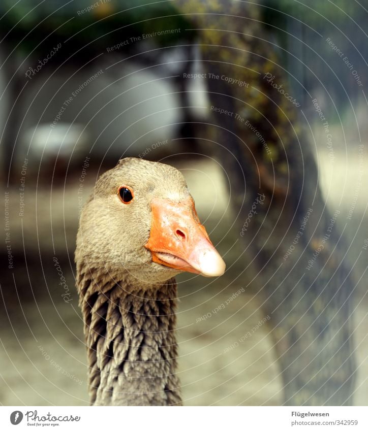 sweet and tasty Food Meat Sausage Nutrition Eating Lunch Animal Pet Farm animal Wild animal Bird Zoo Petting zoo Flying Delicious Goose Duck Hen Beak