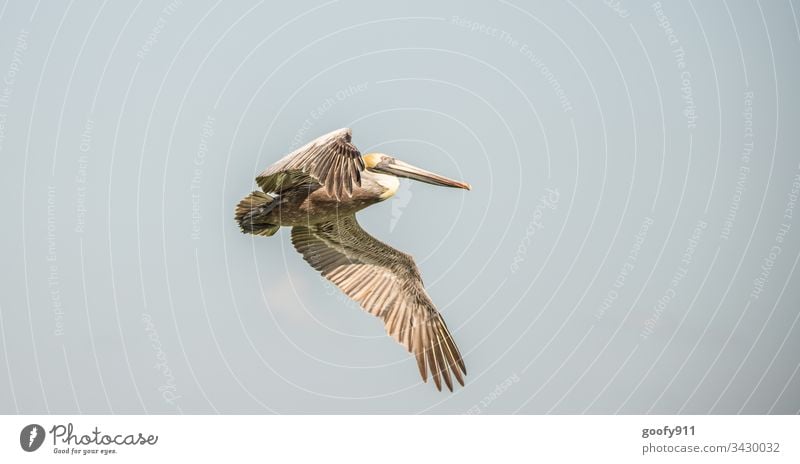 pelican Bird Sky Blue Freedom Nature Exterior shot Animal Flying Air Grand piano Colour photo Feather Natural Beak Hover Glide Pelican Wild animal