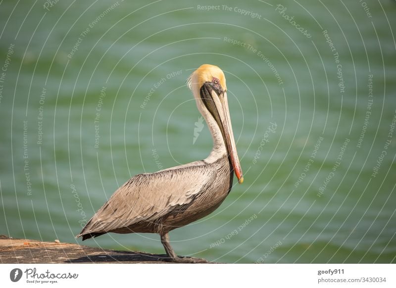 Pelican in the Florida Keys birds Colour photo Exterior shot Animal Wild animal Beak Nature Animal portrait Grand piano Animal face Feather Close-up Water