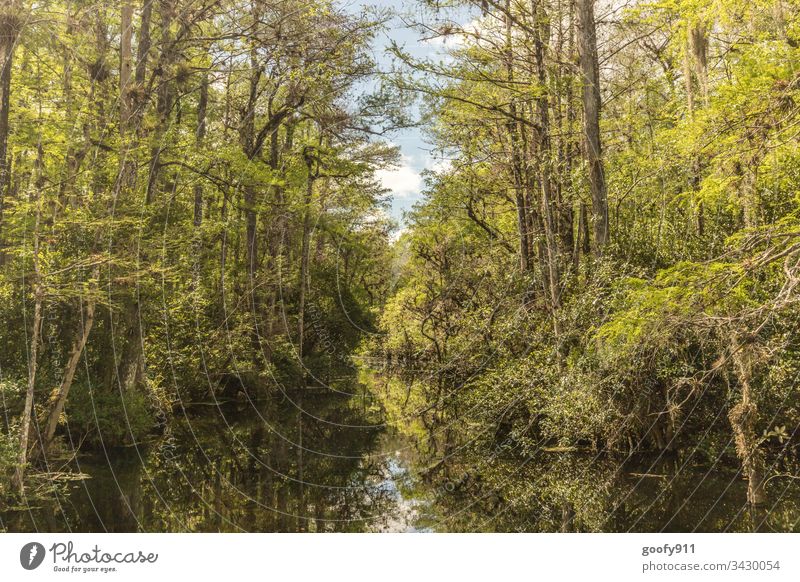 Everglades Florida Marsh Colour photo Exterior shot Nature Landscape Water Tree Environment Forest Calm Pond Plant Green Bushes USA Bog Grass Deserted