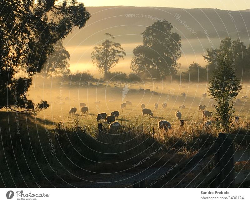 Sheep graze in a misty paddock as the sun begins to rise autumn morning sheep farm misty morning Peaceful Sunrise with fog golden hour Rural Scene