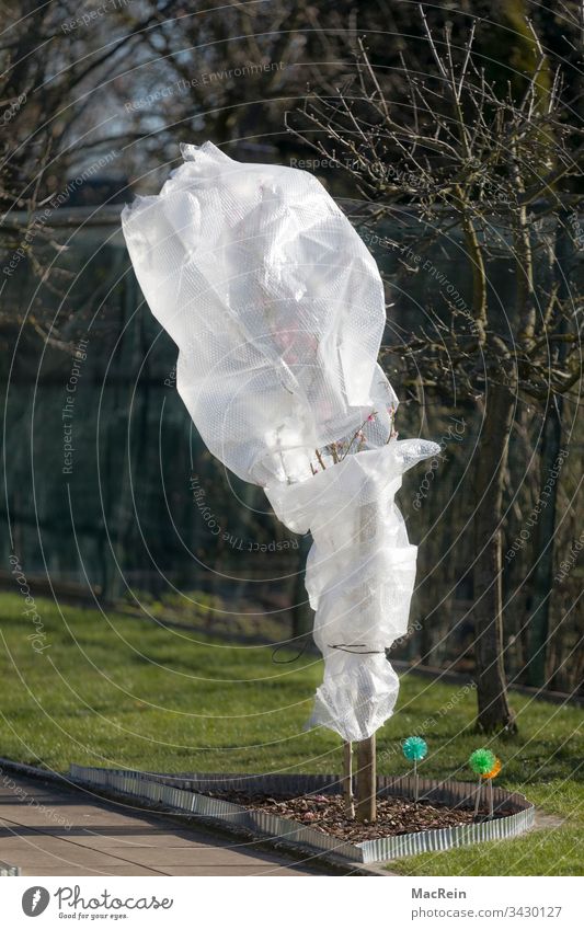 Nectarine tree nectarine tree nectarines Plant Tree Fruit shrouded covered wrapped frost protection Packing film Protection Garden Nature nobody Copy Space