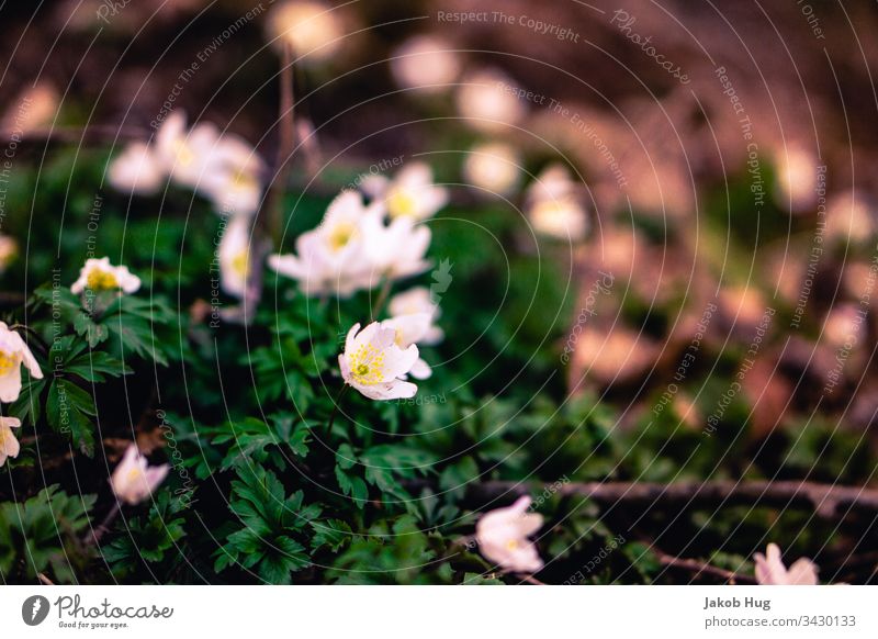 White flowers in the forest near a spring Flower Flower meadow Plant plants vegetation flora and fauna Woodground Leaf leaves Branch Branchage branches