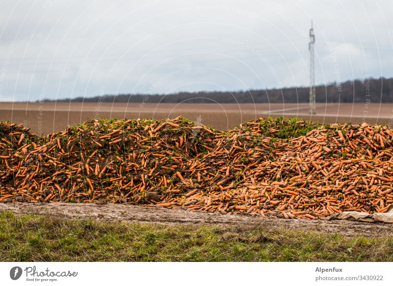 Pretty sexy caucasian carrots are rotting away while a bored mast looks behind its tension mountain Vegetable Vegan diet Food Eating Nutrition Vegetarian diet