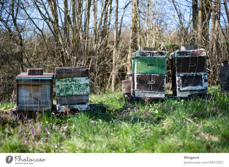 bees Bee-keeper Beehive Spring Honey organic Summer Honey bee Apiary Animal Healthy Insect Farm beekeeping Colony Food Nature Bee-keeping