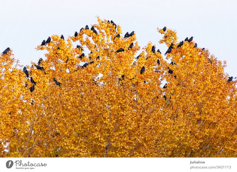 Flock of black crows on top tree fall bird flock crown autumn leaf nature copyspace branch flora season environment orange yellow