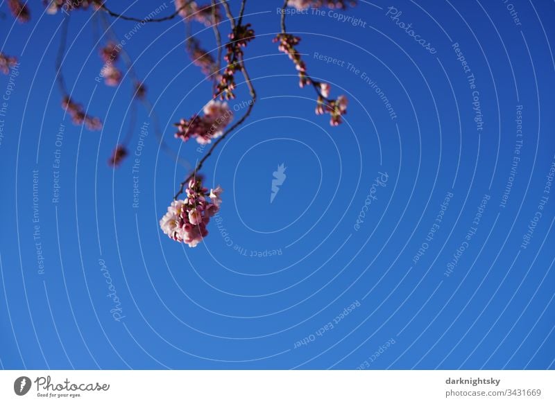 Sakura Japanese cherry blossom sakura Spring White Blossom Cherry Pink Seasons Close-up Nature blue Sky teen Garden Prunus serrulata chancellery Tree Brilliant