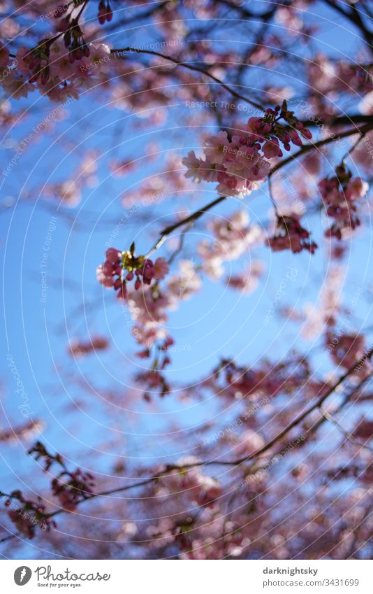 Sakura Japanese cherry blossom with a bright blue sky sakura Spring White Blossom Cherry Pink Seasons Close-up Nature Sky teen Garden Prunus serrulata