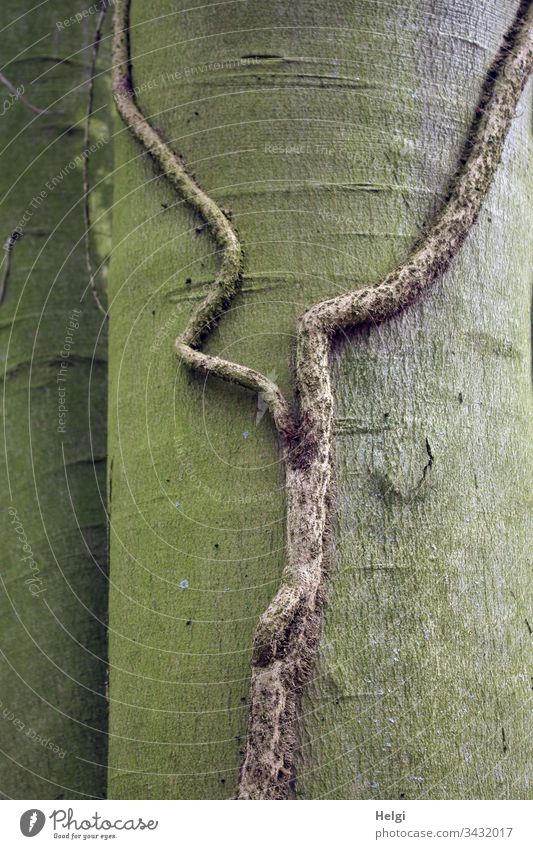 bizarre thick branch of an ivy plant without leaves clings to a tree trunk Tree trunk Ivy Branch Bizarre bark Nature Environment Plant Deserted Forest