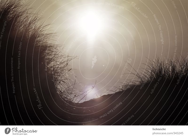 dune Nature Landscape Plant Sand Air Cloudless sky Sun Summer Autumn Beautiful weather Warmth Grass Hill Coast Beach North Sea Baltic Sea Ocean Island Black