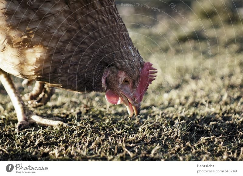 picnic Nature Earth Grass Animal Farm animal Bird Claw 1 To feed Walking Barn fowl Foraging Organic farming Free-range rearing Beak Keeping of animals Feed