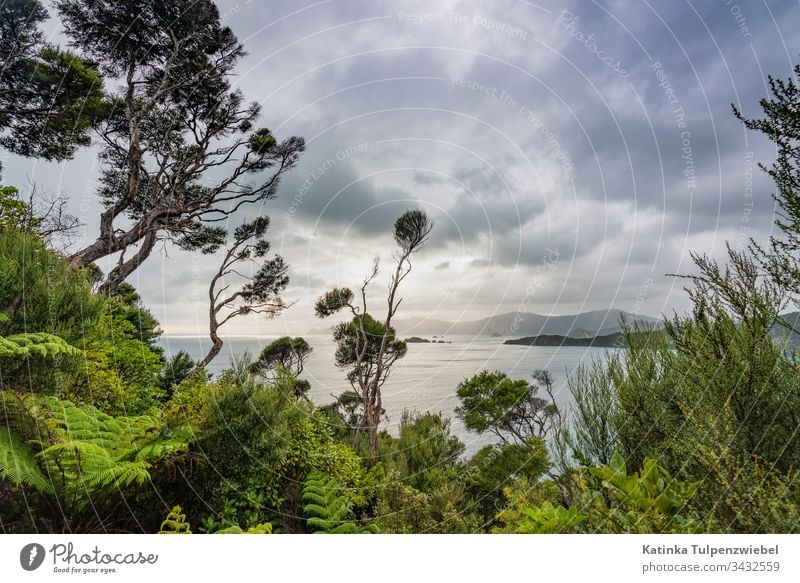 Motuara Island with view of Queen Charlotte Sound, New Zealand nature Iceland Maori maoris jungle morning sun HDR summertime ocean landscape tourism