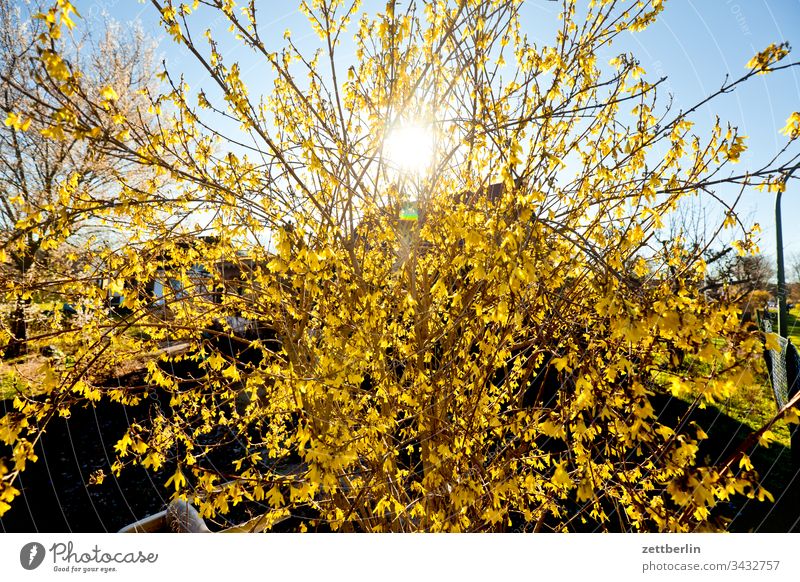 forsythia Branch on the outside Flower blossom Blossom Relaxation holidays spring Spring Garden Sky allotment Garden allotments Deserted Nature Plant