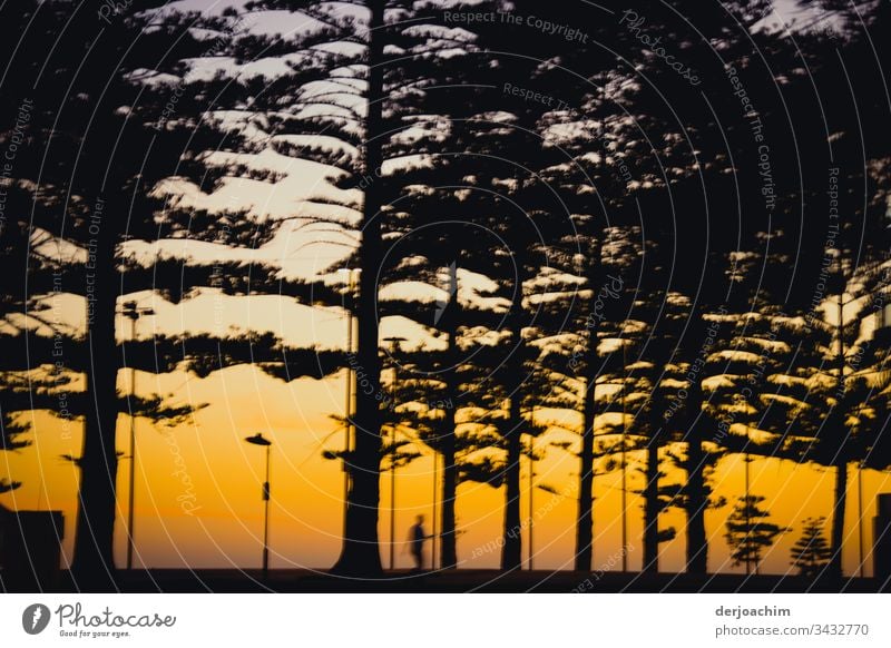 Jogging in the evening near the beach. One person as shadow under trees with golden evening sky. Sunset daylight Colour Copy Space top Colour photo