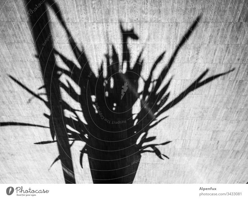 pole dancing Shadow Plant Light Flower Deserted Contrast Day leaves Flowerpot Sunlight Decoration Pot plant Foliage plant Living or residing Flat (apartment)