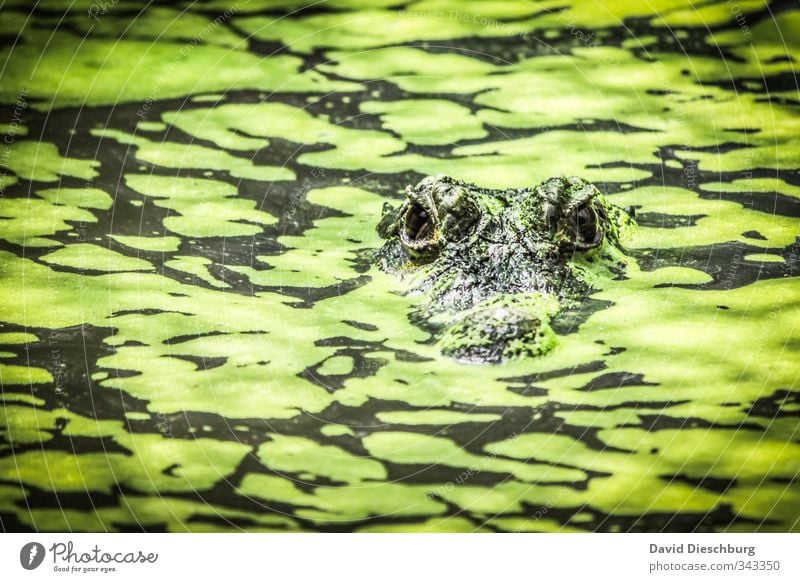 Camouflage in perfection Nature Foliage plant Bog Marsh Pond Lake Brook River Animal Wild animal Animal face Zoo Petting zoo 1 Yellow Green Black Crocodile