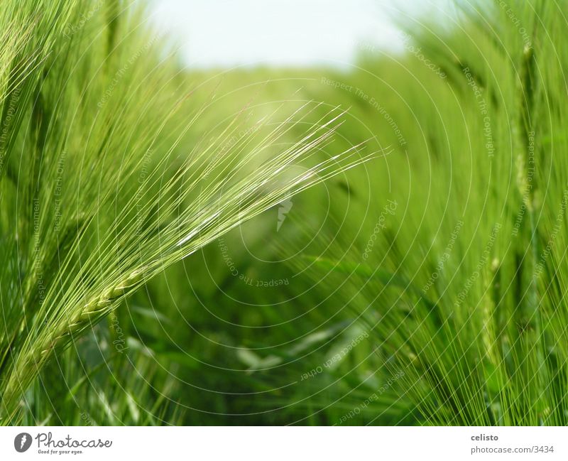 barley field Field Barley Green Meadow Harvest Landscape