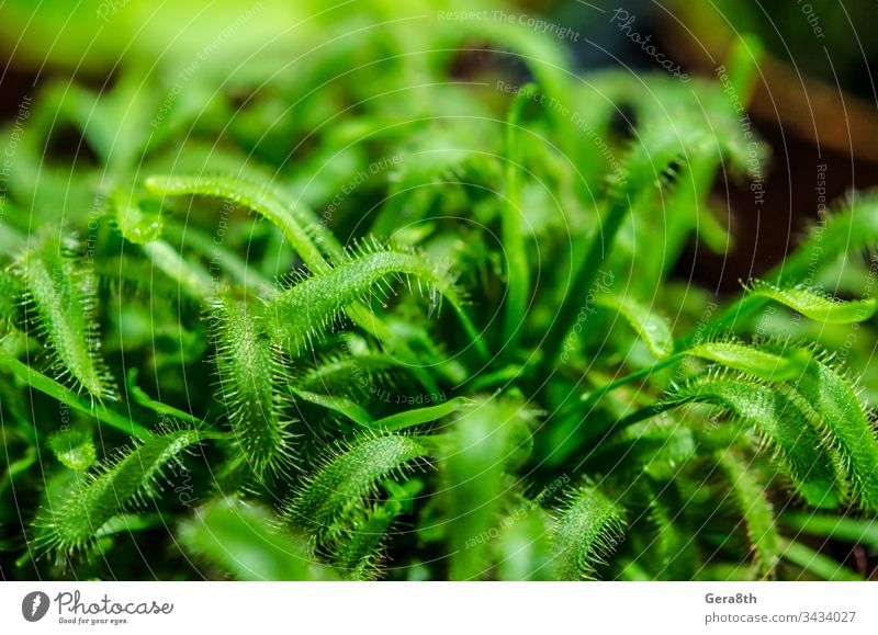 fresh green plant close up Nature Plant Fresh natural spring Summer bleed Garden Vegetable garden scion leaves colored Life in detail Close-up