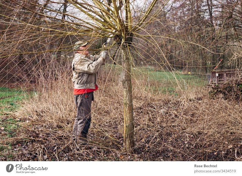 cut willows Nature Man Tree Willow tree pruning slicing Exterior shot Green Meadow Brown Rural conservation salix willow tree