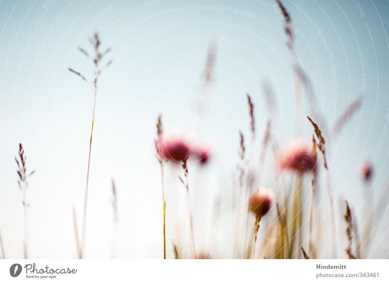 Chives II [middle right, still blurred] Environment Nature Plant Sky Cloudless sky Spring Summer Beautiful weather Wind Warmth Grass Blossom Foliage plant