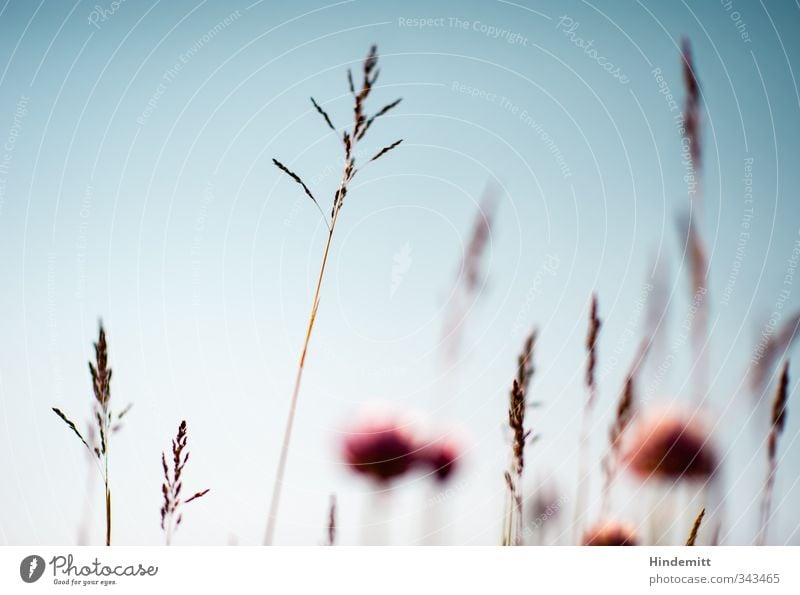 Chives [bottom right, blurred] Sky Cloudless sky Spring Beautiful weather Wind Plant Pot plant To swing Esthetic Exceptional Fantastic Long Natural New Dry