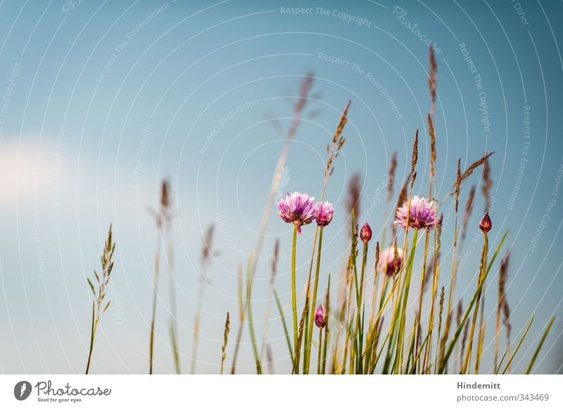 Chives III [hot] Environment Nature Plant Sky Clouds Spring Beautiful weather Wind Grass Leaf Blossom Pot plant To swing Stand Fragrance Tall Long Warmth Soft