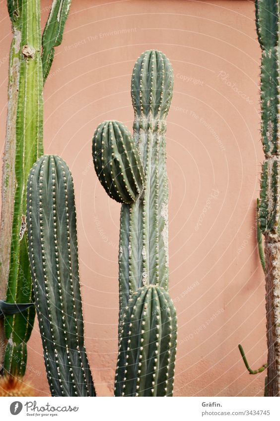 Cactus in front of pink wall Plant Botanical gardens Amsterdam Contrast Botany Interior shot Greenhouse flaked Colour photo green Growth Virgin forest Exotic