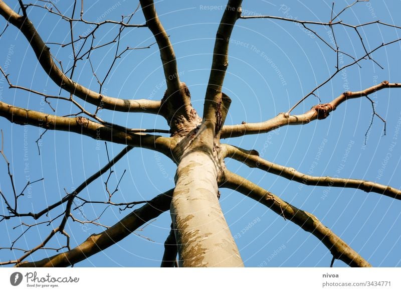 TREE CROWN Tree Tree trunk Branch Sky Nature Winter Treetop Landscape Tree bark Deciduous tree Branched Twig Plant Green Growth Spring Light Deserted