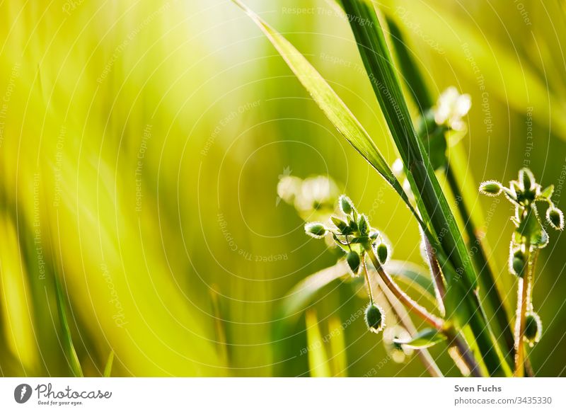 Wild pansy in the middle of a green meadow in soft gel light Wild Pansy Meadow Spring Green Movement wild pansy Back-light golden soft light Nature Summer Blue