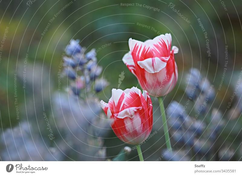 Two red and white tulips in the spring garden Tulip Blossoms flowering tulips spring flowers blossoms blooming spring flowers two flowers blossoming flowers