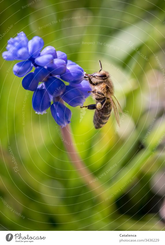 When visiting the flower of a grape hyacinth, the bee collects pollen grains Blossoming Small daylight Day Spring Garden Blue Yellow purple Green blooms Muscari