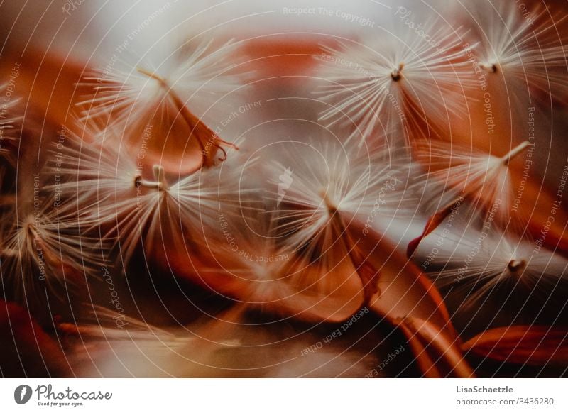 Flower seeds of a dried orange gerbera flower on a wooden base. segregated Red Nature macro object Soft Abstract close up Brown fluffy Colour detail Gerbera