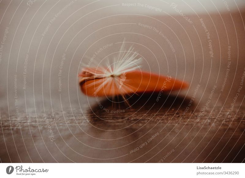 Flower seeds of a dried orange gerbera flower on a wooden base. segregated Red Nature macro object Soft Abstract close up Brown fluffy Colour detail Gerbera