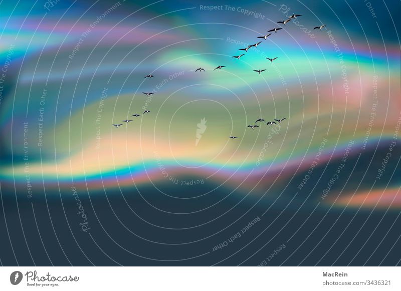 Coloured polar sky with grey geese aurora polaris northern lights Sky Horizon colored Flying Copy Space birds coloured sky Weather Lighting