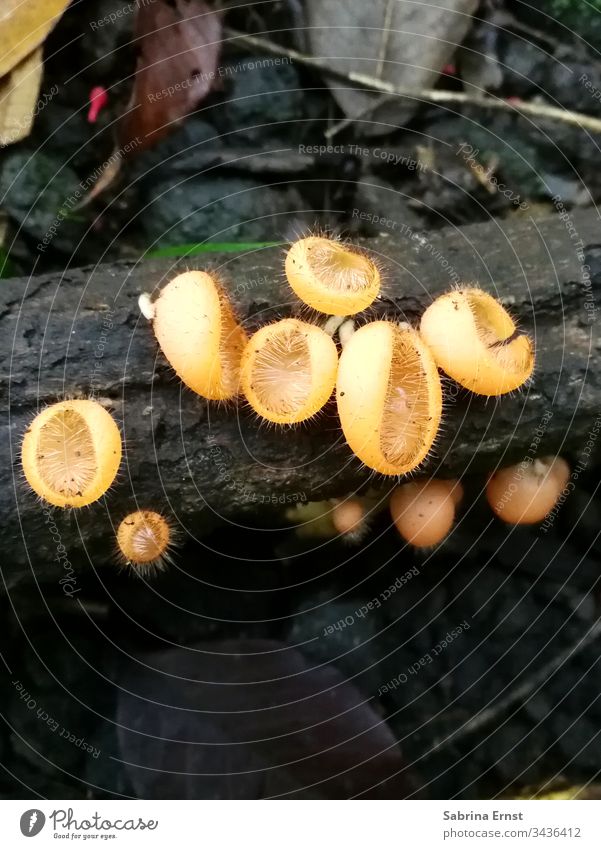 Close up of a mushroom on a tree Mushroom Close-up Wild Yellow Orange heyday Blossom Spring wooden Forest Tree Plant macro Flower leaves Contrast Green